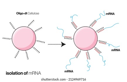 Affinity Purification Of Messenger RNA Using Poly A Tail.