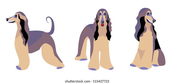 Afgan Hound Of White Background