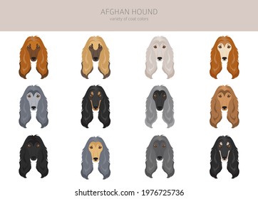 Afghan hound, all colour clipart. Different coat colors, set. Vector illustration