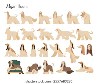 Afghan Hound with beautiful long hair. Collection of various action poses.