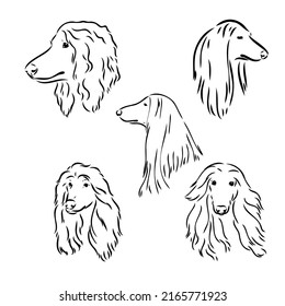 Afghan Hound. Black and white graphic drawing of a dog.