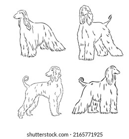 Afghan Hound. Black and white graphic drawing of a dog.