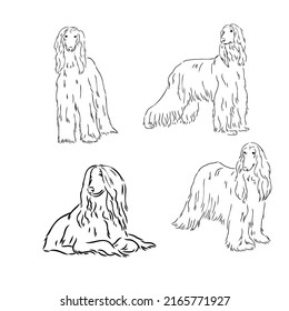 Afghan Hound. Black and white graphic drawing of a dog.