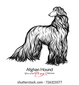 Afghan Hound. Black and white graphic drawing of a dog. 