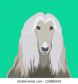 Afghan hound, The buddy dog