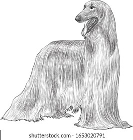 Afghan Hound Digital Sketch Isolated On White