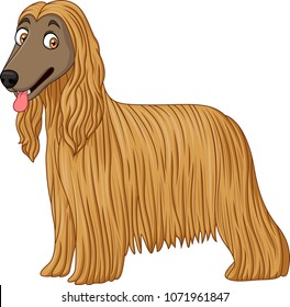 Afghan Hound dog