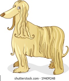 afghan hound dog