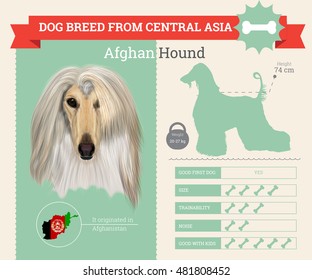 Afghan Hound dog breed vector infographics. This dog breed from Central Asia