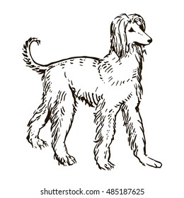 afghan hound dog freehand pencil, hand drawn, isolated on white background.