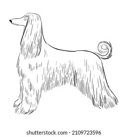 Afghan hound dog isolated on white background. Hand drawn dog breed vector sketch.