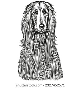 Afghan Hound dog line illustration, black and white ink sketch face portrait in vector realistic breed pet