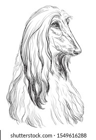 Afghan Hound Dog vector hand drawing illustration in black color isolated on white background