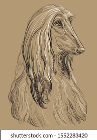 Afghan Hound Dog vector hand drawing illustration in black and white colors isolated on beige background