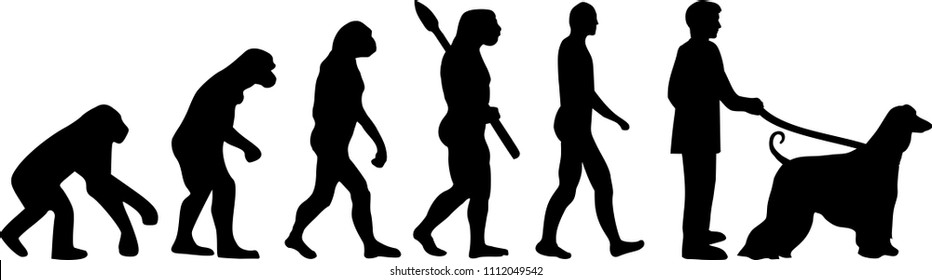 Afghan Hound evolution development with silhouette 