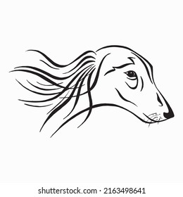 Afghan hound  head. Dog breed collection. Black and white graphic drawing of a dog. Linear drawing.