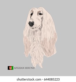 Afghan hound portrait. Hand drawn dog sketch and flag of Afghanistan. 