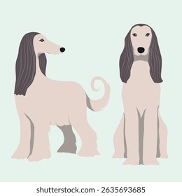 Afghan Hound Sitting and standing isolated