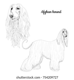 Afghan hound sketch isolated on white background. Hand drawn portrait of purebred canine.