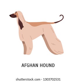 Afghan Hound or Tazi. Gorgeous dog of hunting breed with long hair, side view. Stunning cute purebred pet animal isolated on white background. Colorful vector illustration in flat cartoon style.