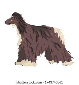 Afghan Hound or Tazi, hunting breed vector flat illustration. Long haired predator. Pet care and grooming lovers concept. Exhibition poster, banner, social networks stickers, online guide, vet manual