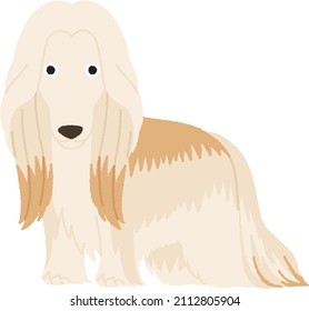 The Afghan Hound is a hound that is distinguished by its thick, fine, silky coat and its tail with a ring curl at the end. They have the ability to run and turn well. 