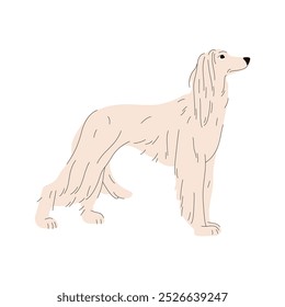 Clipart de Vector sabueso afgano. Ilustración de perro de caza o Anuncio de pose tazi, cartel de perrito baluchi o logotipo de dibujos animados de cachorro balkh. Pura raza animal o pedigrí de caza canina. Zoología y biología, Cinología