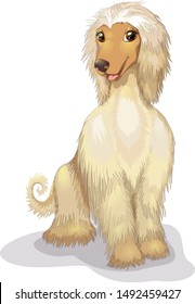 Afghan hound vector illustration sitting cheerful purebred dog. Smiling greyhound borzoi dog in cartoon style. Clipart isolated on white background