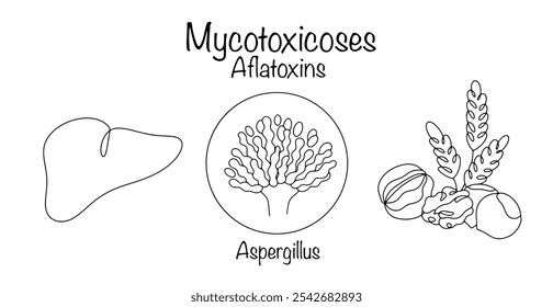 Aflatoxinas Lesão hepática por aflatoxinas, que são produzidas por fungos do gênero Aspergillus. Substâncias tóxicas se acumulam em nozes e grãos e entram no corpo com alimentos. Ilustração vetorial.