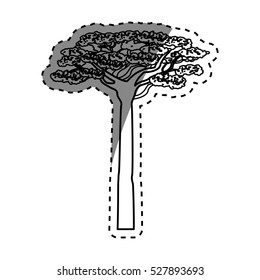 africa acacia tree icon vector illustration graphic design