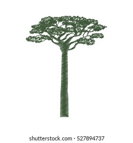 africa acacia tree icon vector illustration graphic design