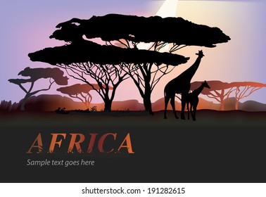 Africa giraffe silhouettes with trees over purple sky, savanna, vector illustration