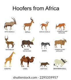 Africa hoofers animals vector illustration isolated on white background. Antelope, gazelle, giraffe, camel, zebra, bush pig, Brahman cow, impala, Oryx, Gemsbuck, Ankole Watusi bull, eland, waterbuck.