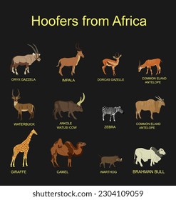 Africa hoofers animals vector illustration isolated on black background. Antelope, gazelle, giraffe, camel, zebra, bush pig, Brahman cow, impala, Oryx, Gemsbuck, Ankole Watusi bull, eland, waterbuck.