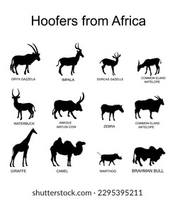 Dibujo de silueta vectorial de animales de África aislados en blanco. Antelope, gacela, jirafa, camello, cebra, cerdo arbusto, vaca brahman, impala, oryx, gembuck, toro de Ankole Watusi, patria, cachorro de agua.