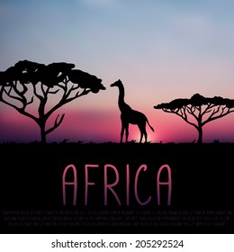 Africa illustration, giraffe and acacia silhouette on sunset background