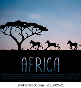 Africa illustration, zebras and acacia silhouette on blue sky background
