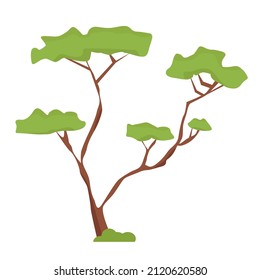 African acacia in flat style isolated on white background