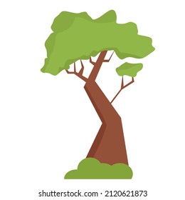 African acacia in flat style isolated on white background
