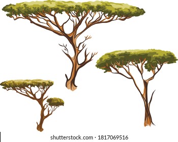 
African acacia. Three-tree for backgrounds