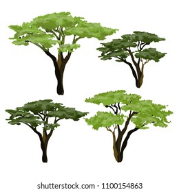 African Acacia Tree. Plants Of Africa.