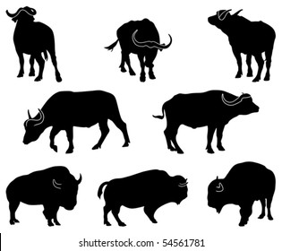 african and american buffalo eight black silhouettes