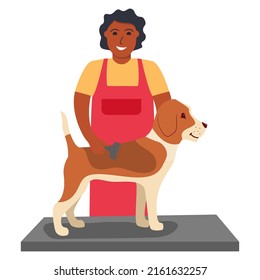 African american man cutting dog. Dog hanging on border.Pet grooming.Hairdresser for animal.Dog haircut.The man combs the beagle fur.