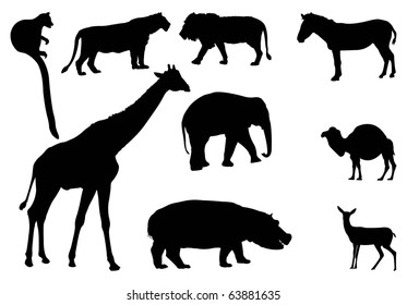 African animal