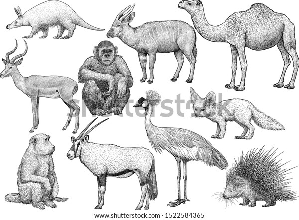 African Animal Collection Illustration Drawing Engraving Stock Vector