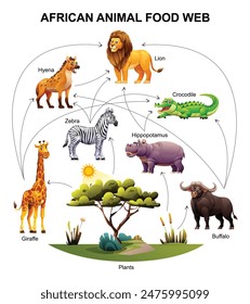 African animal food web ecosystem. Vector cartoon illustration