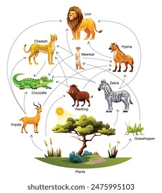 African animal food web ecosystem vector cartoon illustration