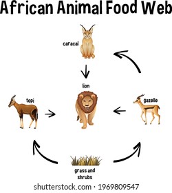 African Animal Food Web For Education Illustration
