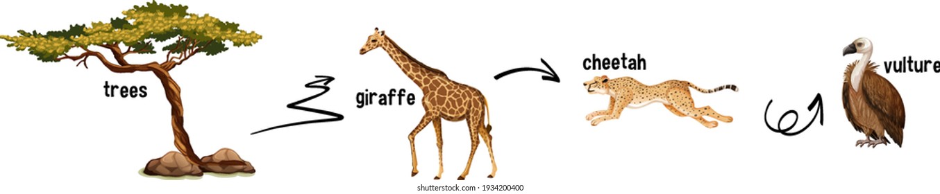 African Animal Food Web On White Background Illustration