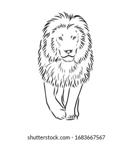African animal, lion, vector sketch illustration 